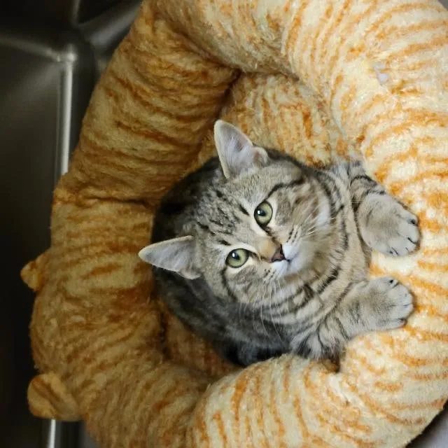 A tabby kitten in a cozy bed