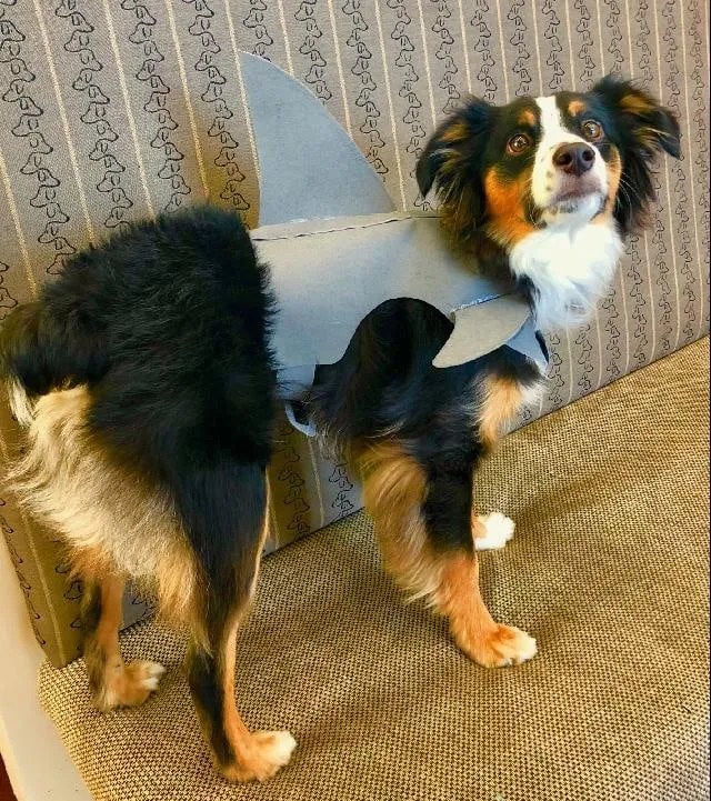 Dun Nun Dun Nun Benny!