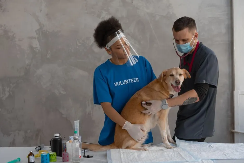 dog and cat autumn vet check