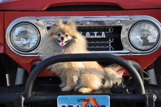 My name is Taz!
