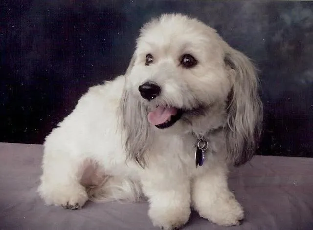 Willy Rae